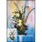 Cokin A081 Color Vaseline Special Color Effect