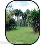 Botero #C722 5x7' Scenic Background