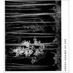 Little Brown Livro: Ansel Adams at 100 (Hardcover) (Vers�o em Ingl�s)