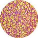 Rosco Colorwave Effects Color Glass Gobo - #33403 - Magenta Sparkllite (86mm = 3.4")