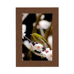 Collector's Gallery Bronze Lustre Blank Photo Insert Card (10 Pack)