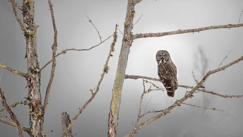 Winter Destinations for Birdwatchers and Photographers