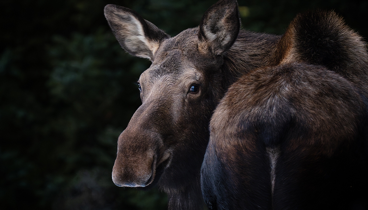 12 Tips to Improve Wildlife Photos without Buying New Gear