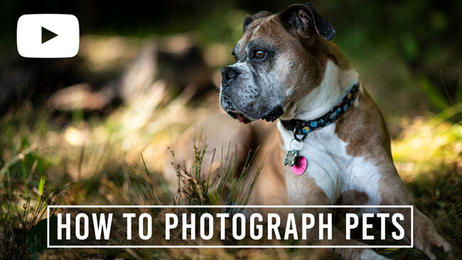 How to Photograph Pets