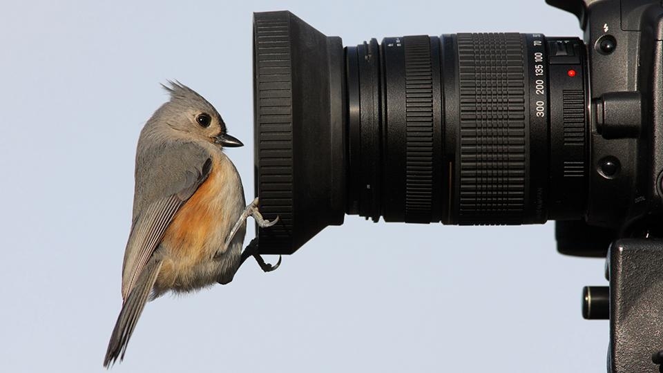 Gifts for Bird Photographers