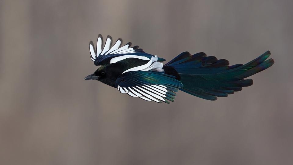 Bird Photography: Which Exposure Mode Is Right for You?