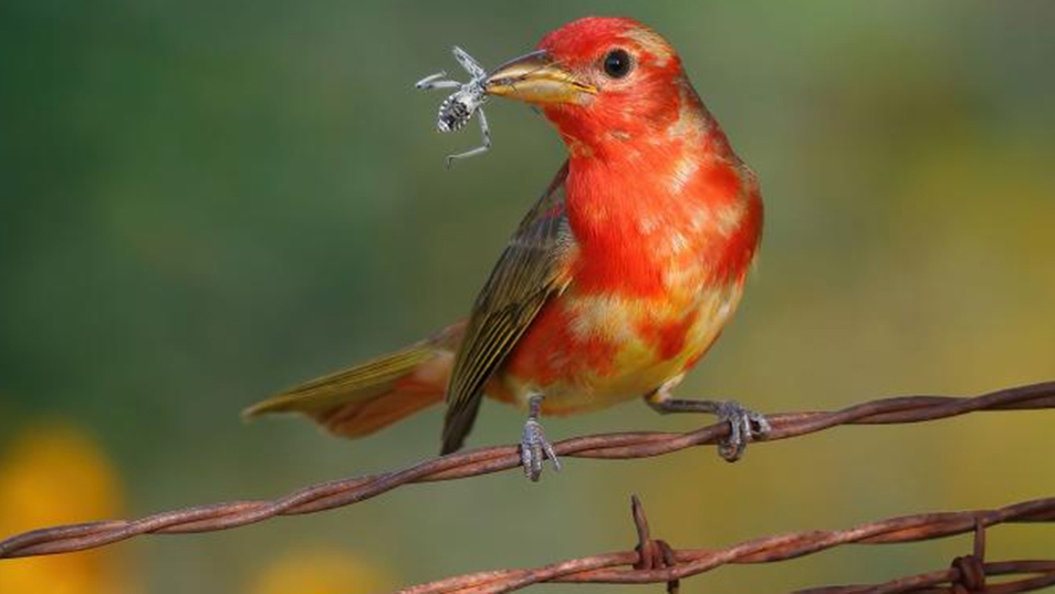 Podcast: Mirrorless System Advantages for Bird Photography