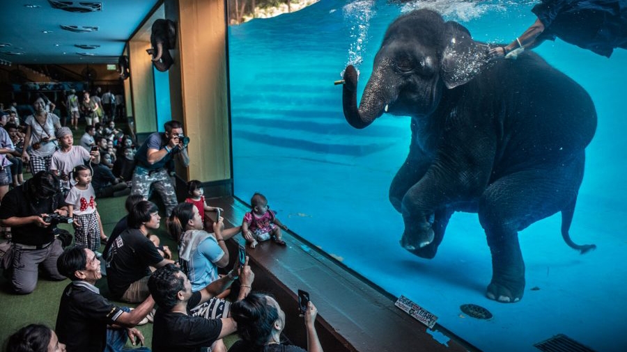 Changing the Future With Conservation Photography — from Nature TTL