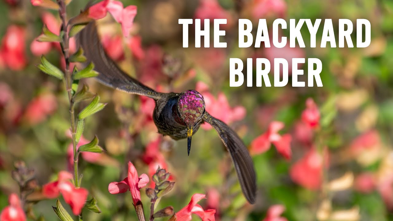 The Backyard Birder