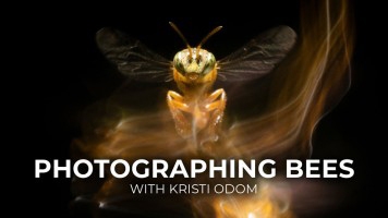 The Wildlife Conservation Series: Macro Bee Photography, with Kristi Odom