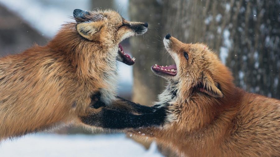 What’s the Best Lens for Wildlife Photography in 2023? — from Nature TTL
