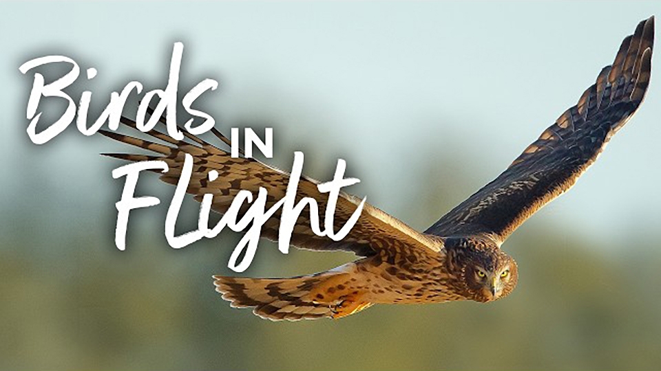Birds in Flight, with Melissa Groo