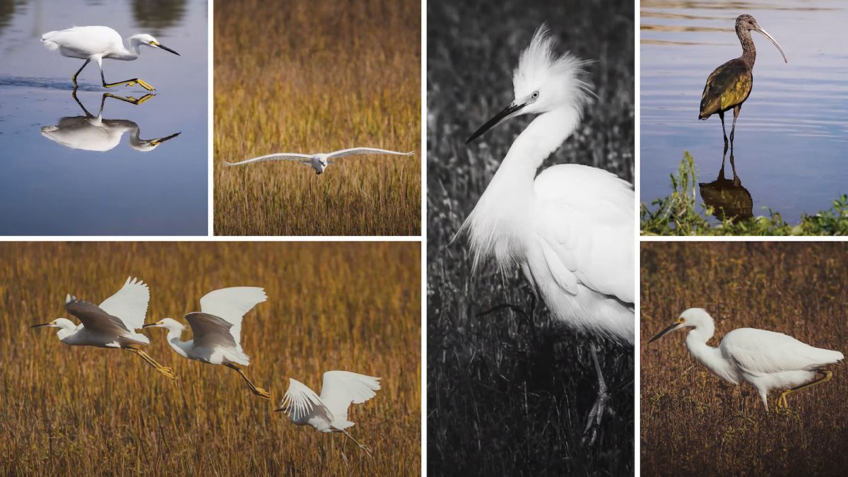 The Ultimate Guide to Bird Photography — from SLR Lounge