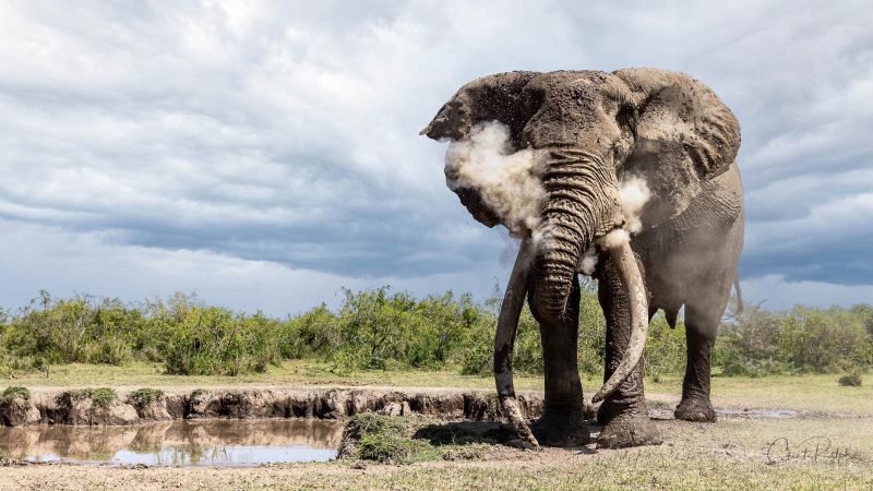 Photographing One of the Last Super Tuskers of Africa — from Nature TTL