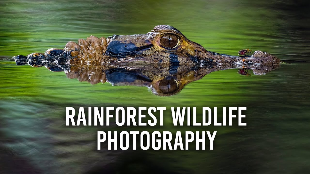 "On Location with Colby Brown" Episode 5 — Rainforest Wildlife Photography