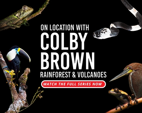 Colby Brown Banner