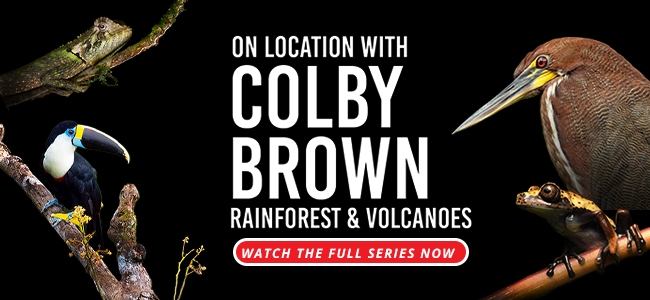 Colby Brown Banner