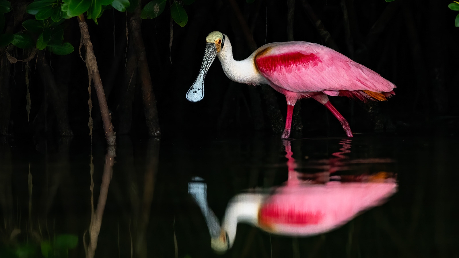 The Essential Guide to Composition in Bird Photography — from Nature TTL