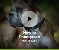 Classic Cameras: The Kodak Medalist II - by John-Paul Palescandolo