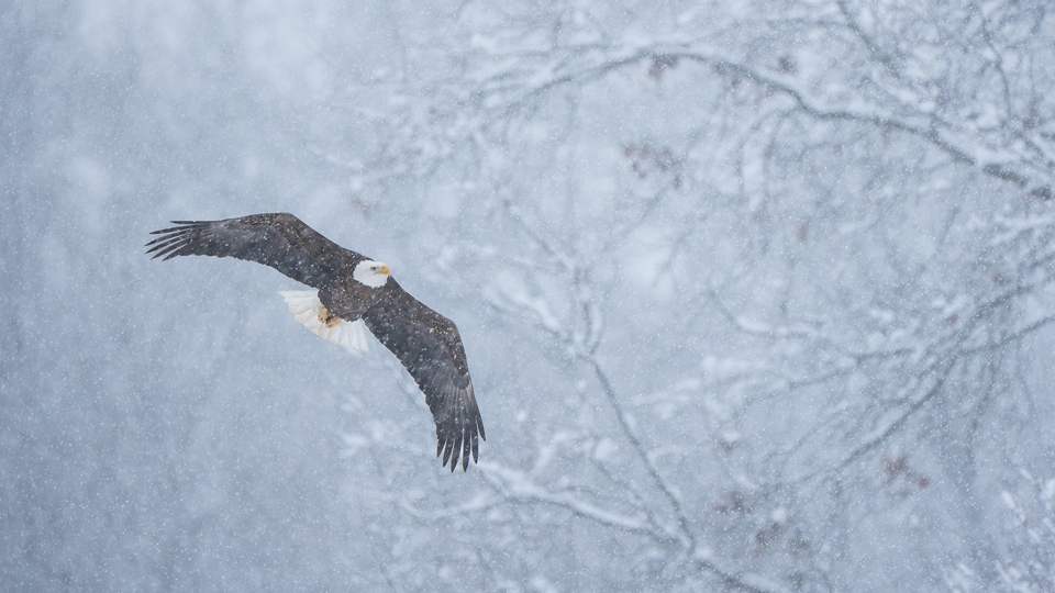 Wildlife Photography Composition Guide