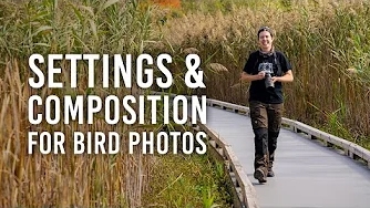 Settings and Composition for Better Bird Photography
