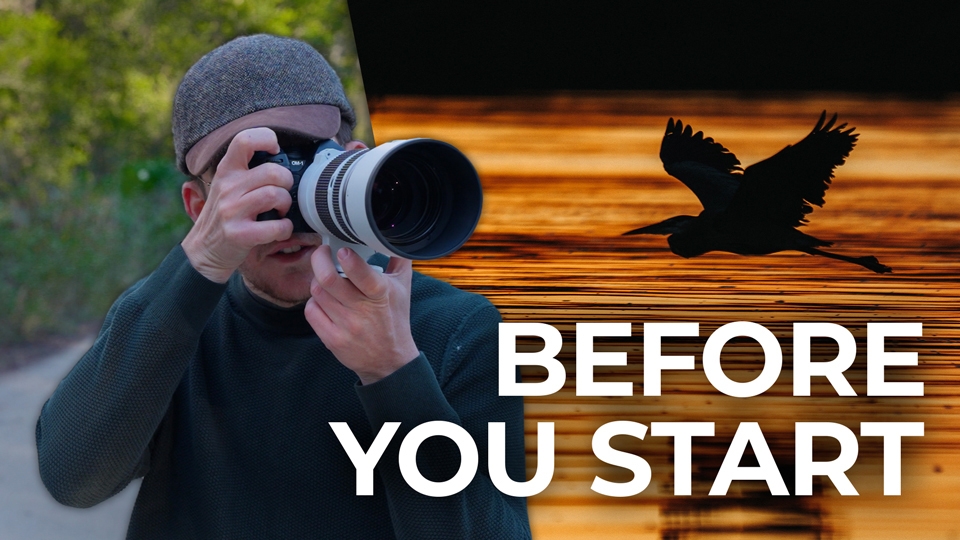 Everything Beginners Should Know Before Trying Bird Photography