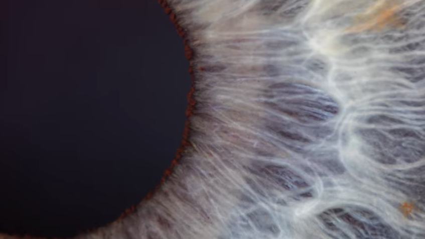 Extreme Macro with the Laowa 25mm f/2.8 2.5-5X Ultra Macro Lens — from Fstoppers