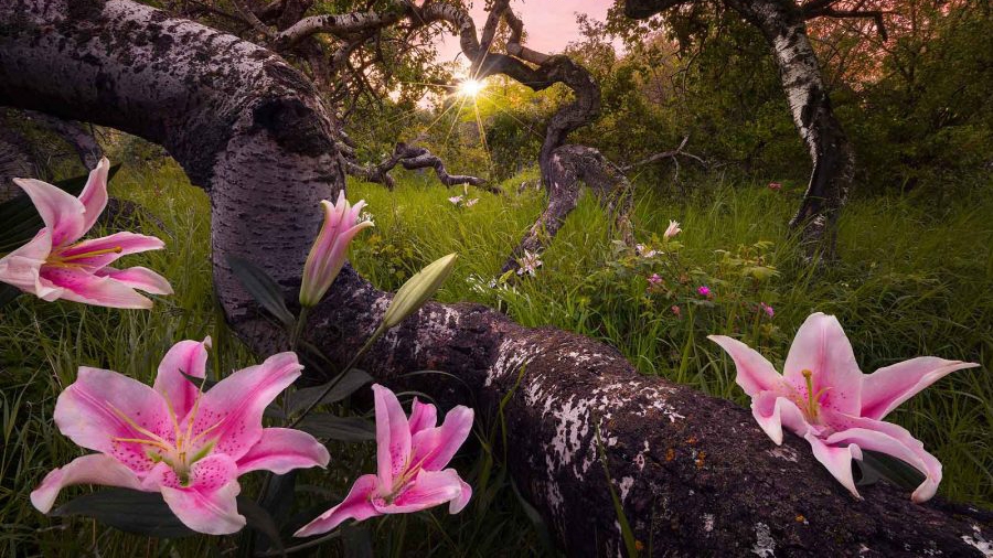 Fine Art Landscape Photography Guide — from Nature TTL
