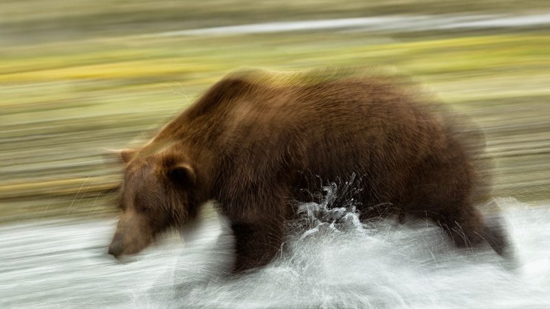 9 Creative Ways to Improve Your Wildlife Photos — from Nature TTL