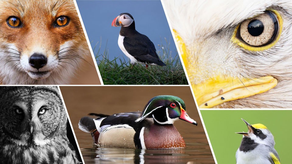 Five Tips to Capture Sharper Wildlife Images