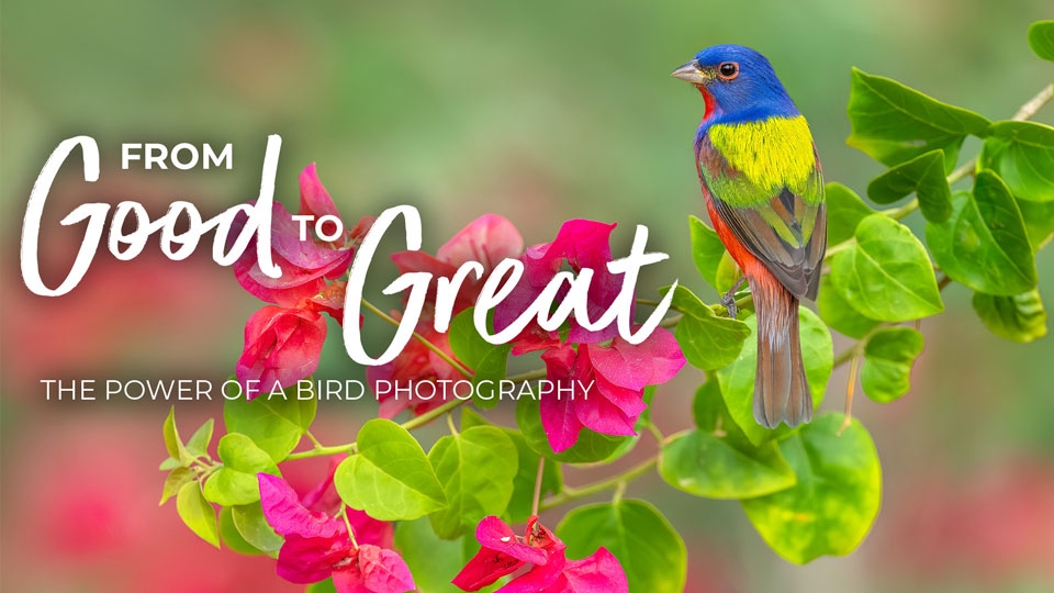 From Good to Great: The Power of Bird Photography with Isaac Grant