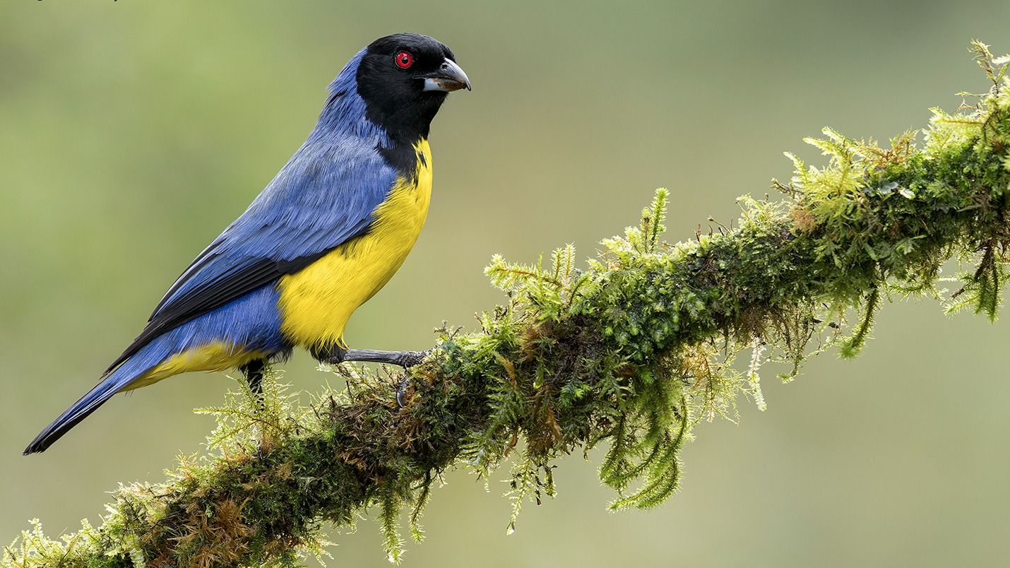 Bird Photography Gear Guide — from Glenn Bartley