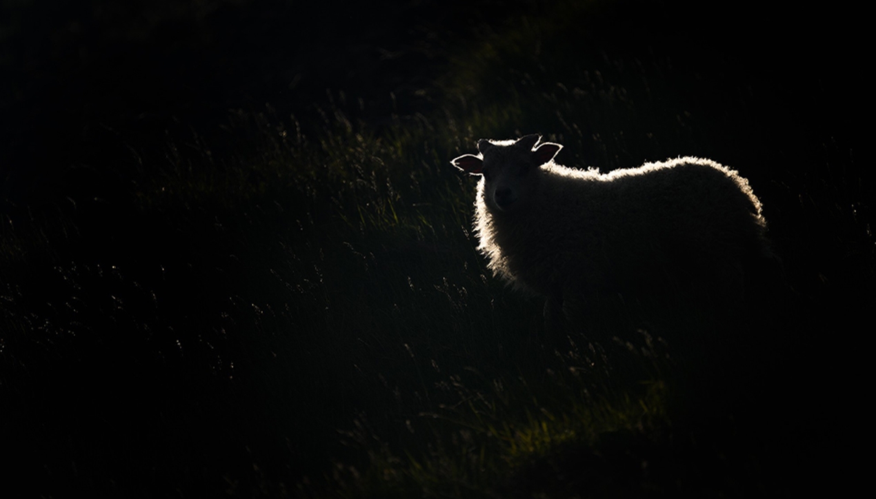 High-Key and Low-Key Photography