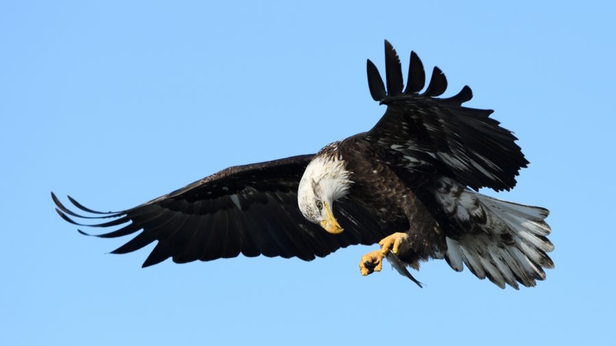 How to Photograph Bald Eagles — from Nature TTL