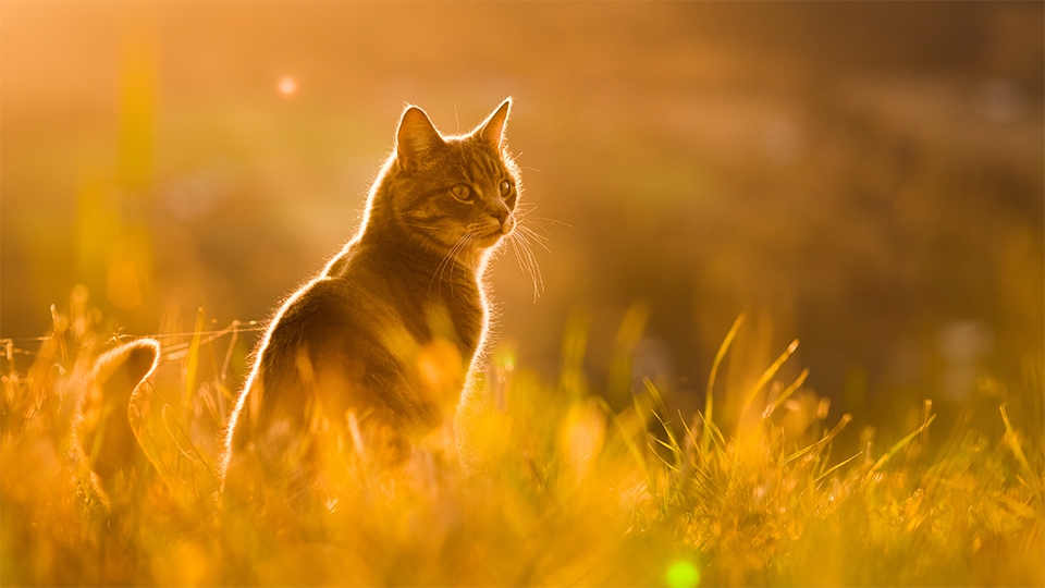 How to Photograph Your Pet — An Explora Guide