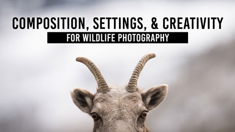 "Composition, Camera Settings & Creativity in Wildlife Photography: "