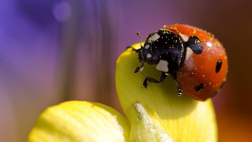 Lighting Tools for Macro Photography