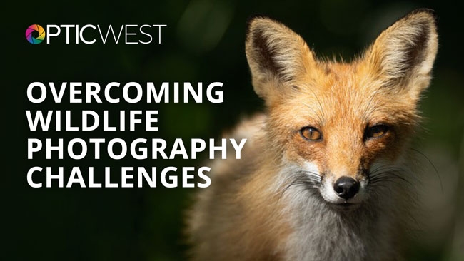 The Challenges & Joys of Wildlife Photography, with Melissa Groo