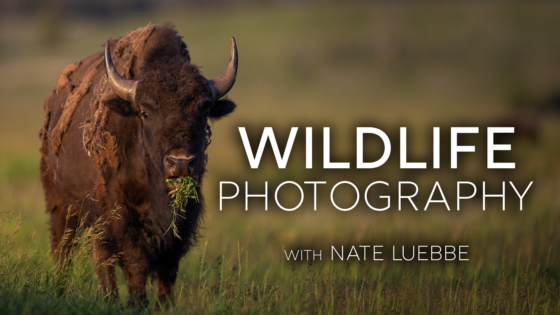 Wildlife Photography in Grand Teton National Park, with Nate Luebbe