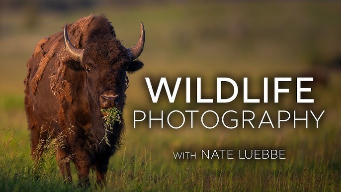 Wildlife Photography in Grand Teton National Park with Nate Luebbe