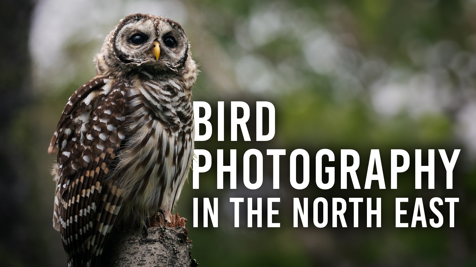 Bird Photography in the Northeast: The Why and How