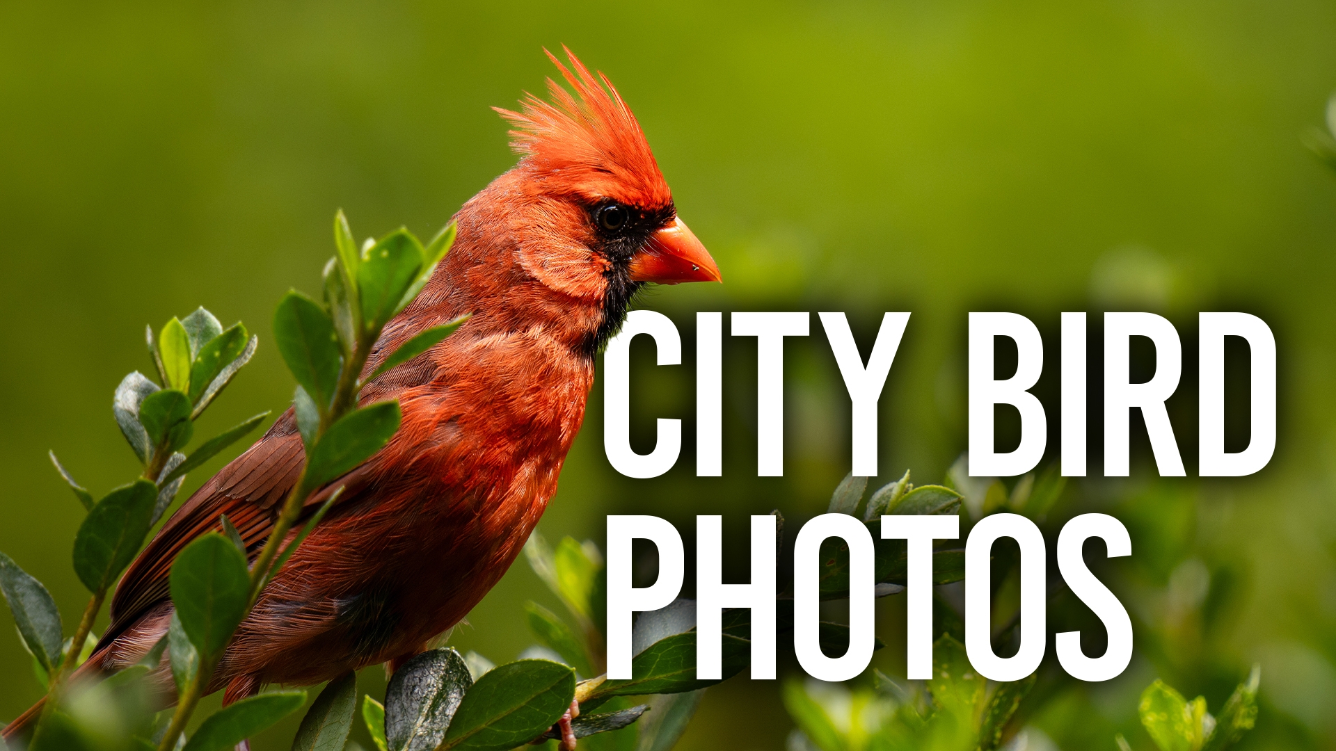 Bird Photography in Urban Environments: The Basics, Part 1