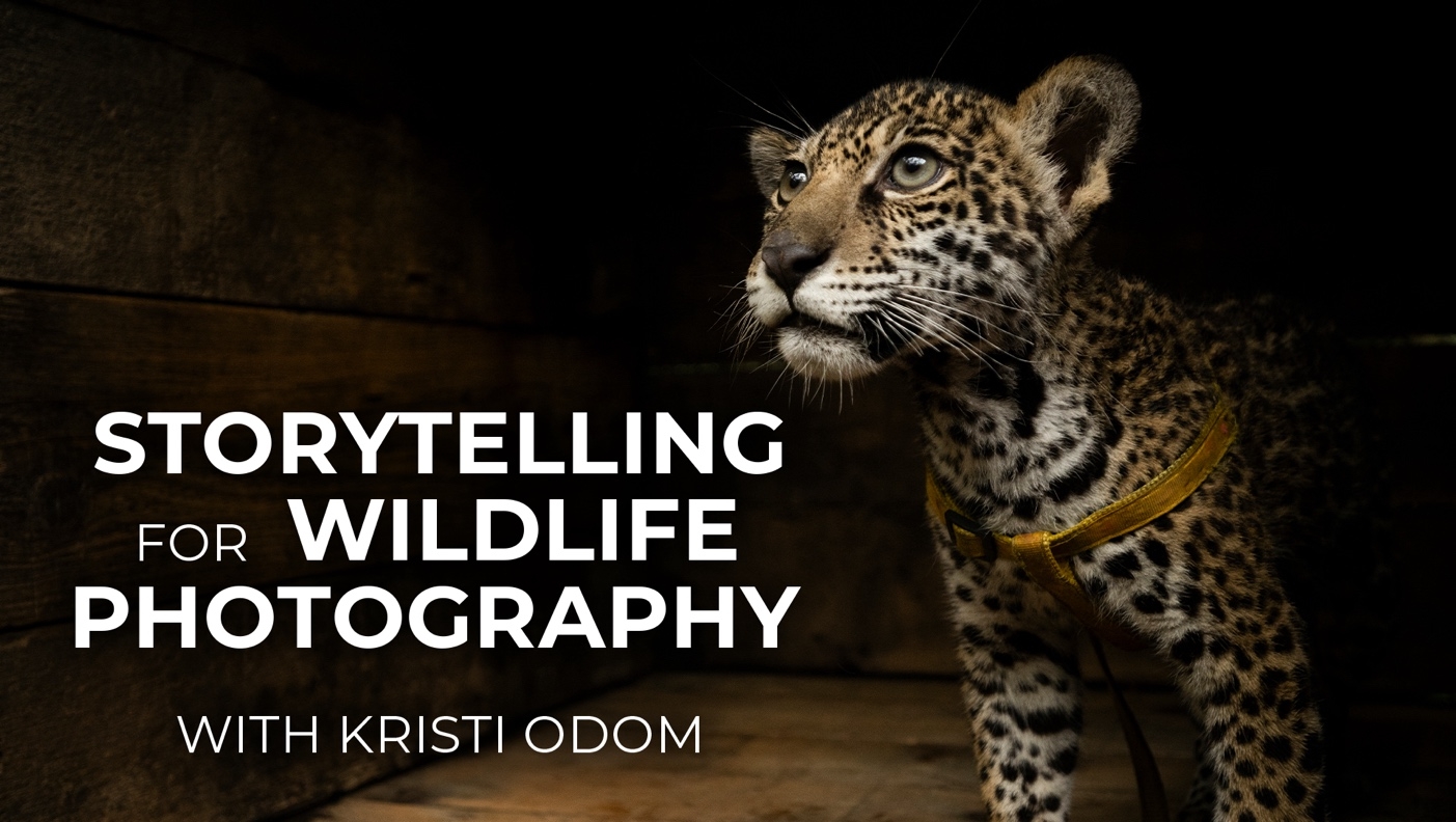 Storytelling for Wildlife Conservation, with Kristi Odom