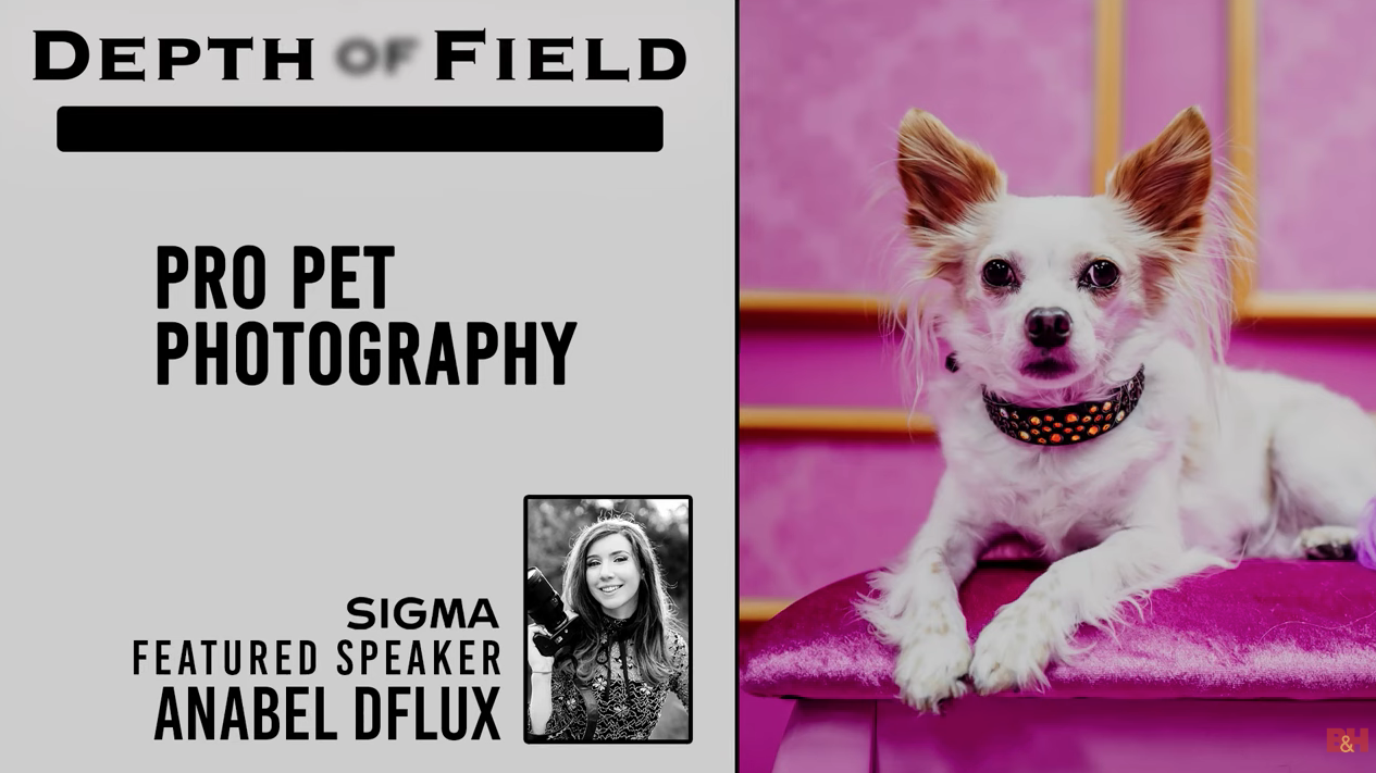 Professional Pet Photography, with Anabel DFlux