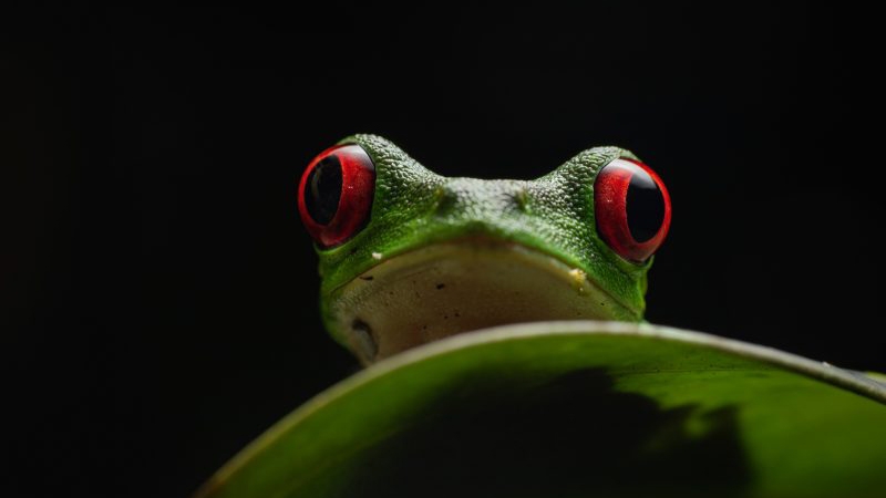 How to Photograph Rainforest Frogs _ from Nature TTL