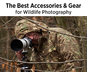 The Best Accessories and Gear for Wildlife Photography