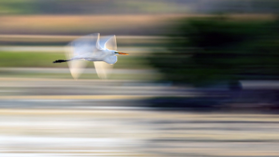 Slow-Shutter-Speed Panning for Wildlife Photography — from Backcountry Gallery