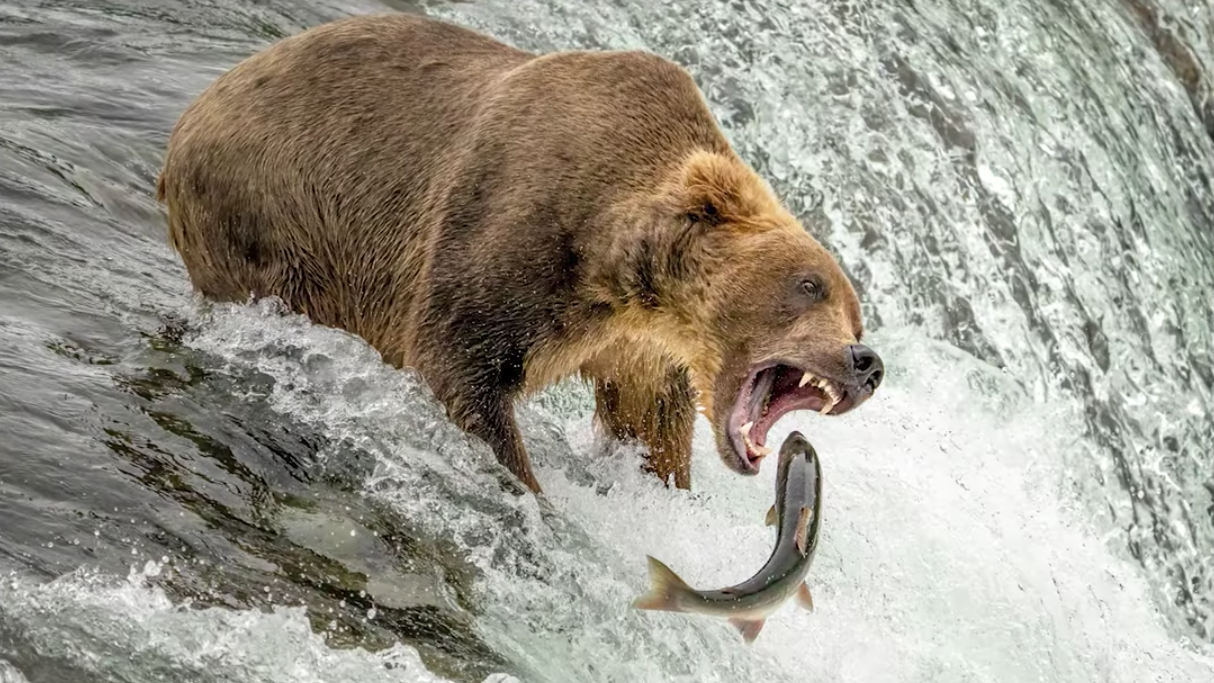 Take Impactful Wildlife Photos: 5 Tips, with David SWindler