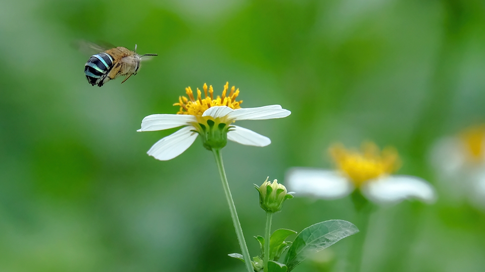 The Art and Craft of Point-and-Shoot Macro Photography