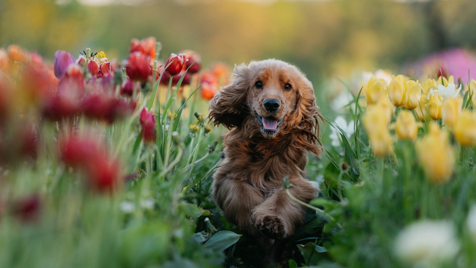 Top 10 Tips for Aspiring Pet Photographers